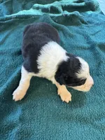 Maggie, a female Australian Shepherd for sale in Baker, FL – 6 of 10