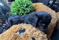 Male Black Beauty, a male Cavapoo and Cavalier King Charles Spaniel for sale in Baker, FL – 2 of 10