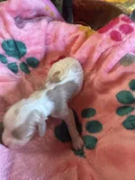 Penney, a female Cavapoo and Cavalier King Charles Spaniel for sale in Baker, FL – 1 of 10