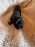 Moses, a male Cavapoo and Cavalier King Charles Spaniel for sale in Baker, FL – 2 of 7
