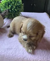 Kitty, a female Cavapoo and Cavalier King Charles Spaniel for sale in Baker, FL – 3 of 6