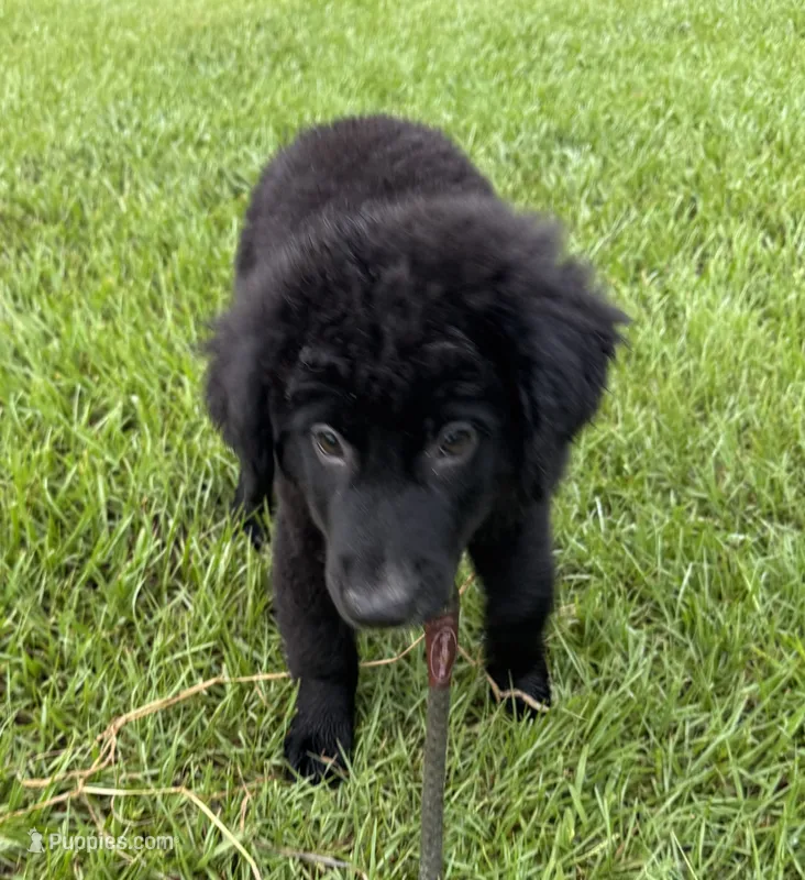 Shadow – Australian Shepherd, Aussiedoodle puppy for sale in Baker, FL