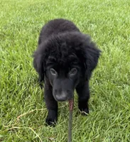 Shadow, a male Aussiedoodle for sale in Baker, FL – 3 of 7