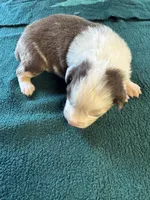 Ranger, a male Australian Shepherd for sale in Baker, FL – 6 of 6