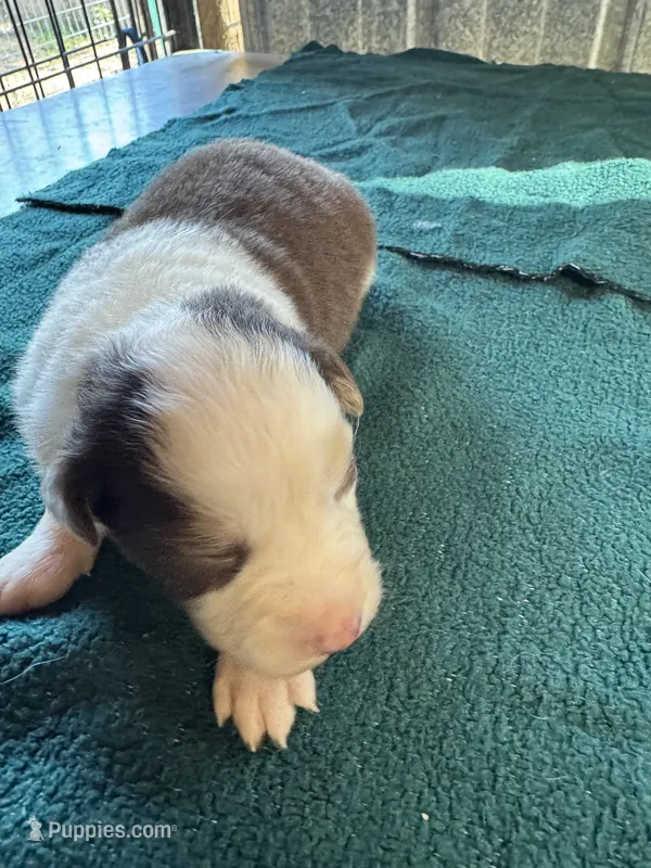 Ranger – Australian Shepherd puppy for sale in Baker, FL