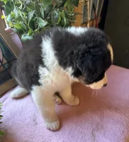 AKC Sheena, a female Australian Shepherd for sale in Baker, FL – 6 of 10