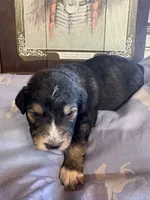 Matthew , a male Aussiedoodle for sale in Baker, FL – 4 of 6