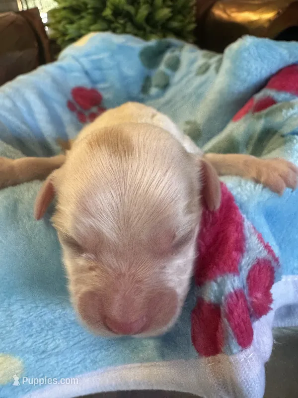 Zeke, a male Cavapoo and Cavalier King Charles Spaniel for sale in Baker, FL – 1 of 8
