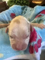Zeke, a male Cavapoo and Cavalier King Charles Spaniel for sale in Baker, FL – 1 of 8