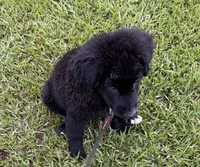Shadow, a male Aussiedoodle for sale in Baker, FL – 4 of 7