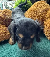 Male Black Beauty, a male Cavapoo and Cavalier King Charles Spaniel for sale in Baker, FL – 3 of 10