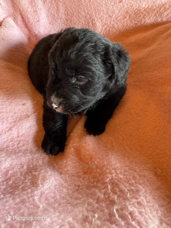 Missy – Aussiedoodle puppy for sale in Baker, FL