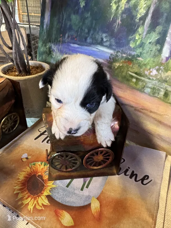 Maggie – Australian Shepherd puppy for sale in Baker, FL