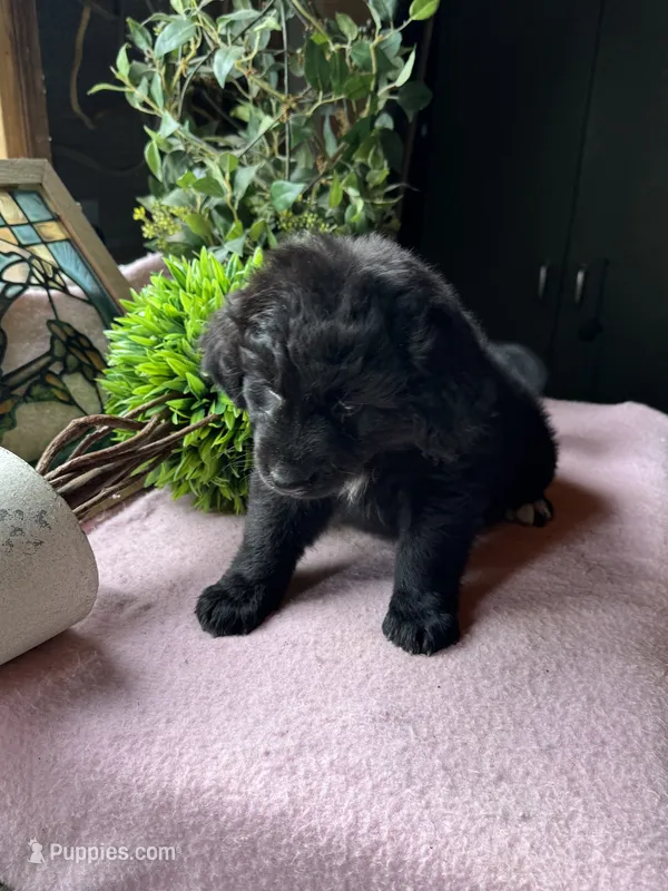 Ariel – Aussiedoodle puppy for sale in Baker, FL