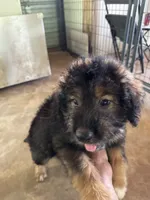 Bodie, a male Aussiedoodle for sale in Baker, FL – 8 of 8