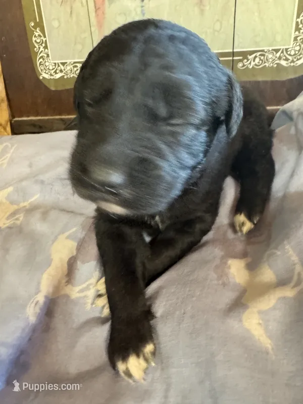 Prince Blackie – Aussiedoodle puppy for sale in Baker, FL