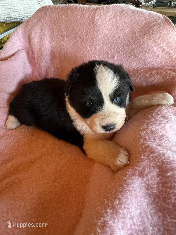 Sheena – Australian Shepherd puppy for sale in Baker, FL