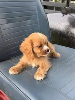 Sandy, a female Cavapoo and Cavalier King Charles Spaniel for sale in Baker, FL – 5 of 8