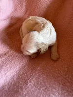 Seba, a female Cavapoo and Cavalier King Charles Spaniel for sale in Baker, FL – 8 of 9