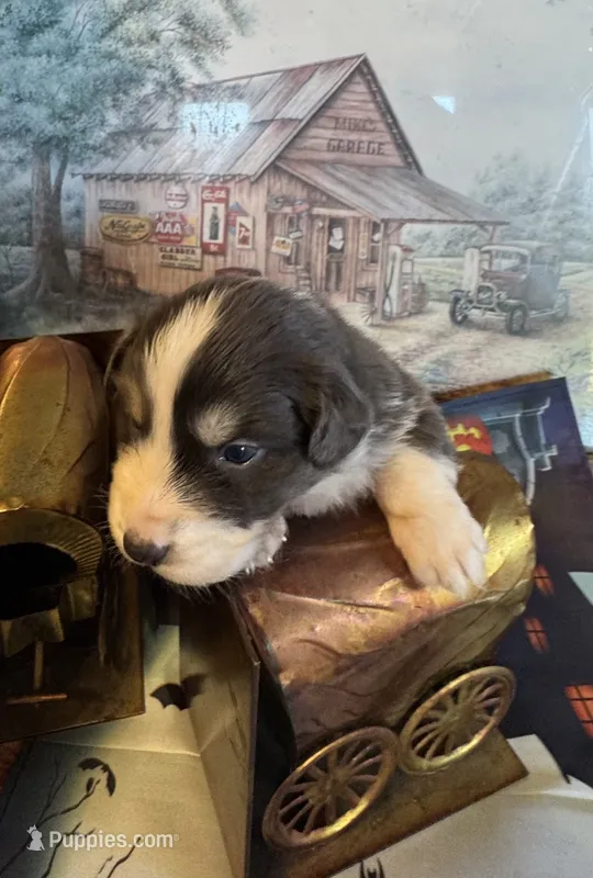 Sterling – Australian Shepherd puppy for sale in Baker, FL