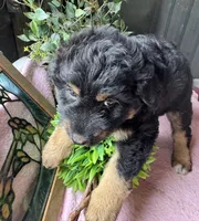 Maddie, a female Aussiedoodle for sale in Baker, FL – 2 of 10