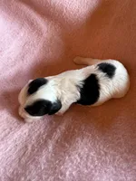 Hannah, a female Cavapoo and Cavalier King Charles Spaniel for sale in Baker, FL – 2 of 6