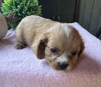 Kitty, a female Cavapoo and Cavalier King Charles Spaniel for sale in Baker, FL – 1 of 6