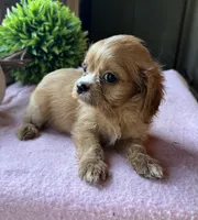 Kitty, a female Cavapoo and Cavalier King Charles Spaniel for sale in Baker, FL – 5 of 6