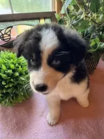 AKC Sheena, a female Australian Shepherd for sale in Baker, FL – 4 of 10