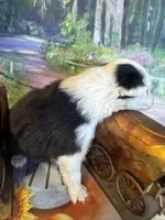 Jewel, a female Australian Shepherd for sale in Baker, FL – 2 of 10