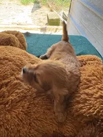 Hannity, a male Cavapoo and Cavalier King Charles Spaniel for sale in Baker, FL – 6 of 9