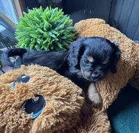 Male Black Beauty, a male Cavapoo and Cavalier King Charles Spaniel for sale in Baker, FL – 9 of 10