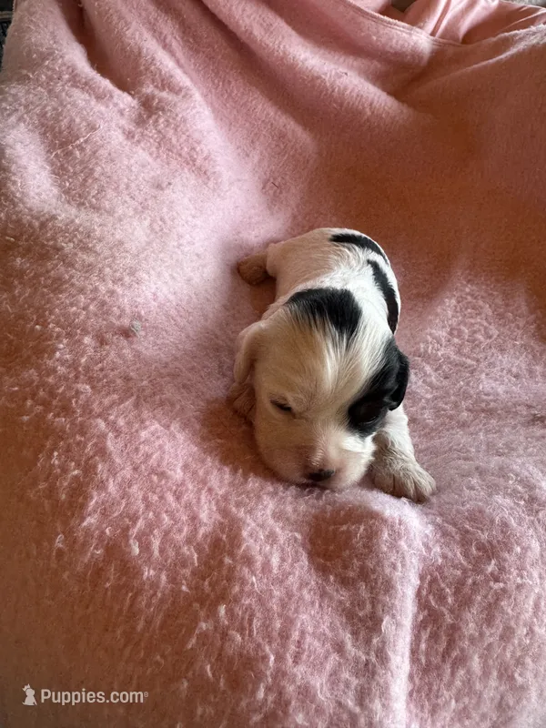 Hannah – Cavapoo, Cavalier King Charles Spaniel puppy for sale in Baker, FL