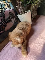 Princess , a female Cavapoo and Cavalier King Charles Spaniel for sale in Baker, FL – 8 of 10