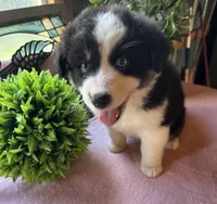 AKC Sheena, a female Australian Shepherd for sale in Baker, FL – 8 of 10