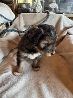 Sage, a male Aussiedoodle for sale in Baker, FL – 3 of 7