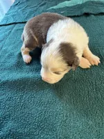 Ranger, a male Australian Shepherd for sale in Baker, FL – 5 of 6