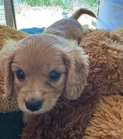 Hannity, a male Cavapoo and Cavalier King Charles Spaniel for sale in Baker, FL – 4 of 9