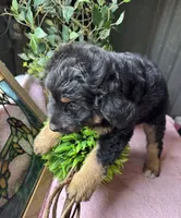 Maddie, a female Aussiedoodle for sale in Baker, FL – 7 of 10