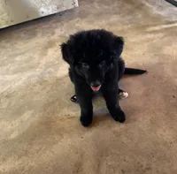 Little Sister, a female Aussiedoodle for sale in Baker, FL – 2 of 6