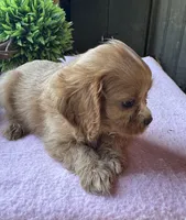 Kitty, a female Cavapoo and Cavalier King Charles Spaniel for sale in Baker, FL – 2 of 6