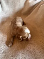 Chip, a male Cavapoo and Cavalier King Charles Spaniel for sale in Baker, FL – 8 of 10