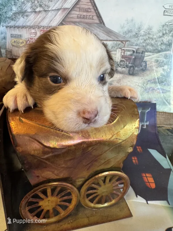 Ranger – Australian Shepherd puppy for sale in Baker, FL