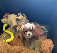 Cooper, a male Cavapoo and Cavalier King Charles Spaniel for sale in Baker, FL – 8 of 8