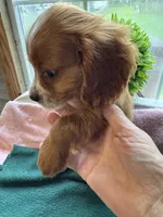 Little Tommy, a male Cavapoo and Cavalier King Charles Spaniel for sale in Baker, FL – 3 of 3