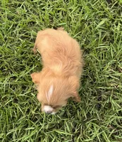 Sandy, a female Cavapoo and Cavalier King Charles Spaniel for sale in Baker, FL – 3 of 8
