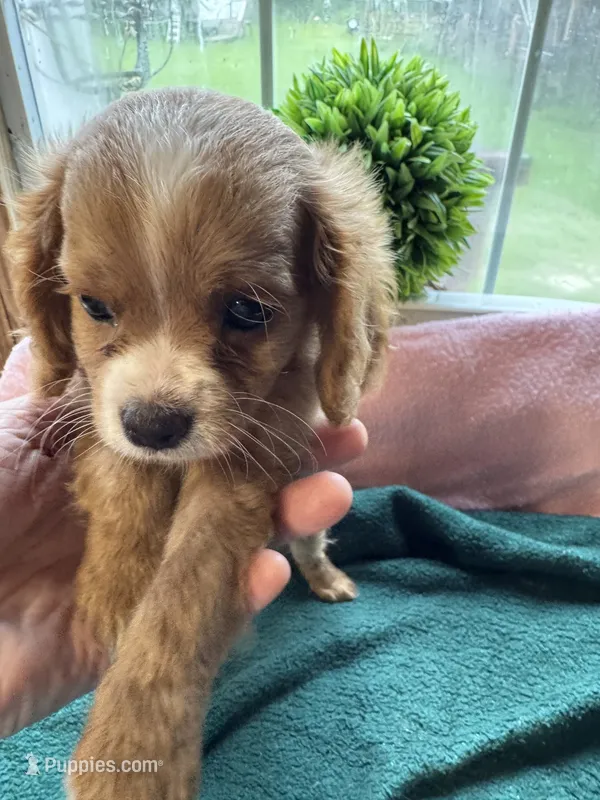 Little Tommy – Cavapoo, Cavalier King Charles Spaniel puppy for sale in Baker, FL