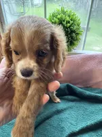 Little Tommy, a male Cavapoo and Cavalier King Charles Spaniel for sale in Baker, FL – 1 of 3