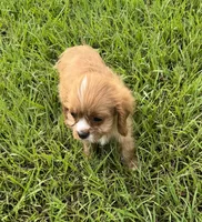 Sandy, a female Cavapoo and Cavalier King Charles Spaniel for sale in Baker, FL – 8 of 8
