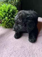 Missy, a female Aussiedoodle for sale in Baker, FL – 6 of 8
